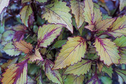 Coleus 1JPG
